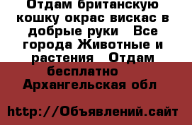 Отдам британскую кошку окрас вискас в добрые руки - Все города Животные и растения » Отдам бесплатно   . Архангельская обл.